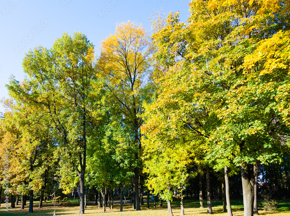 Naklejka premium Autumn trees in park