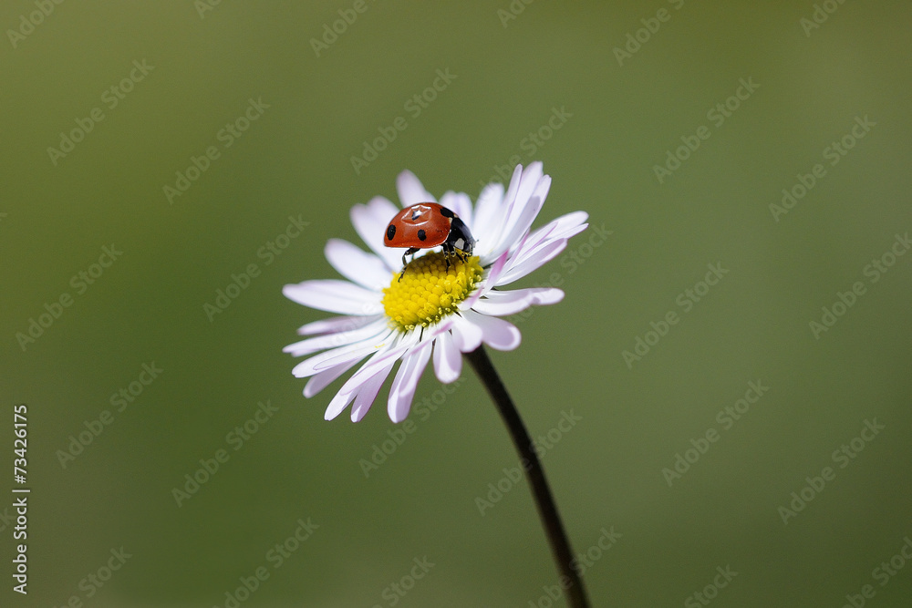 coccinella