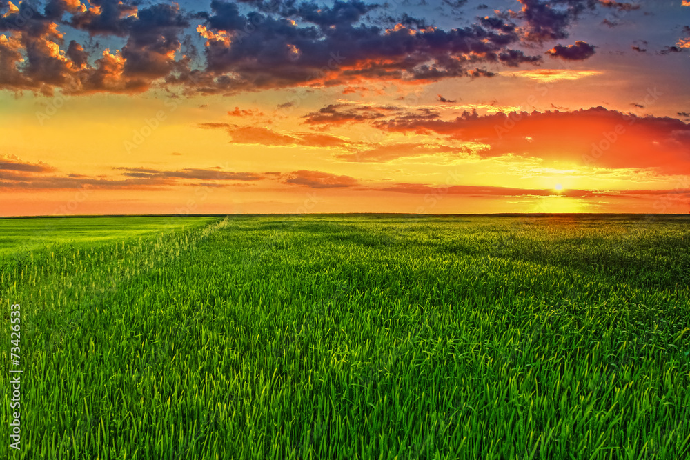 Picturesque sunset in the green wheat field