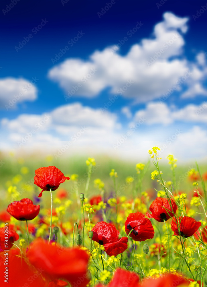 Fototapeta premium red poppy and wild flowers