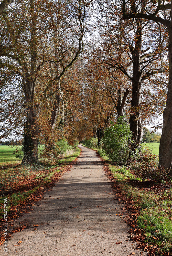 Autumn in an English rural Lane