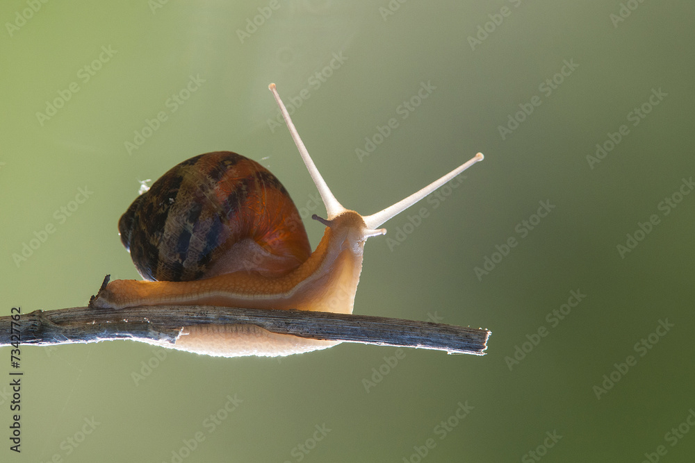 lumaca