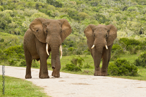 Two elephants on a gravel road