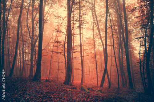 Magic red light color forest