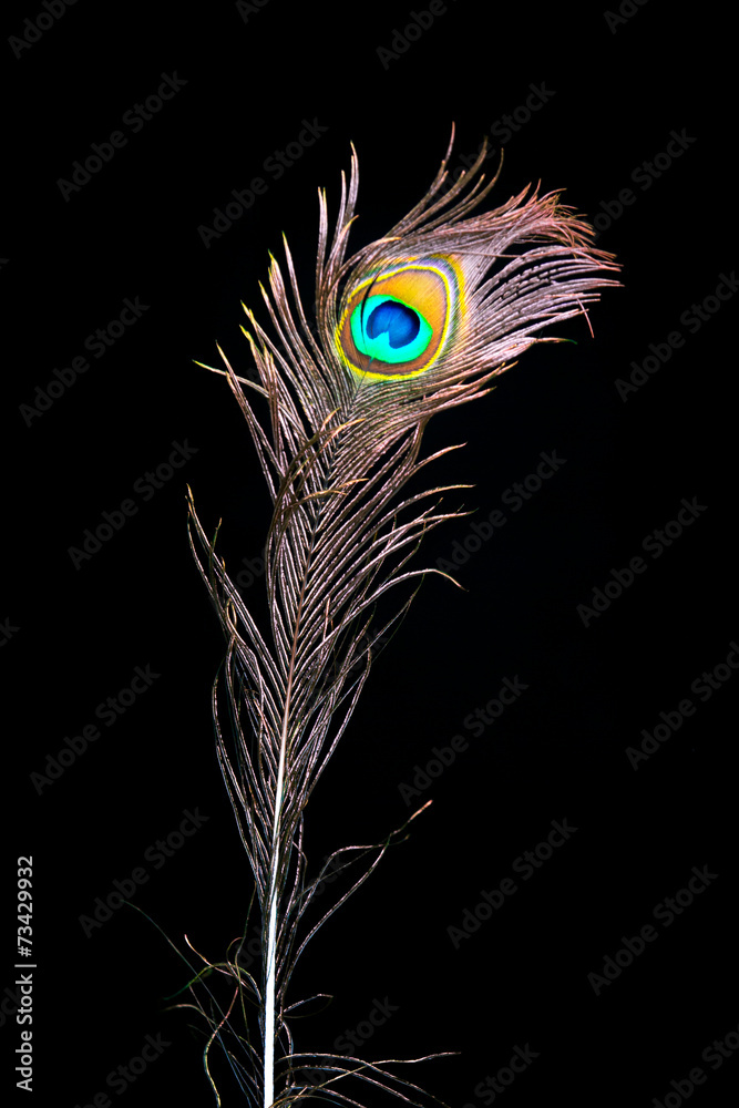 Obraz premium Pfauenfedern