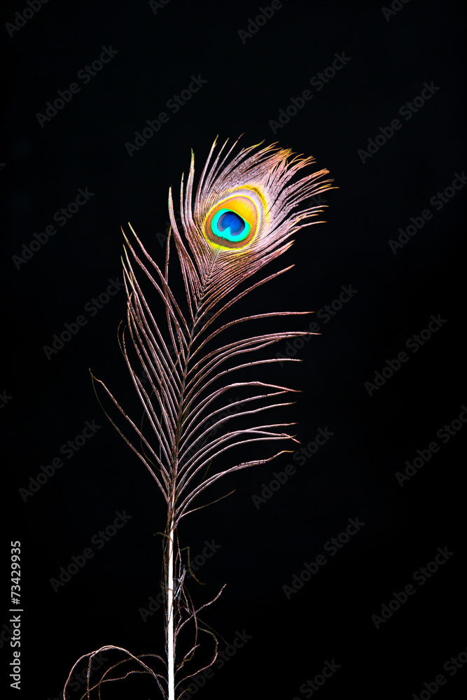 Obraz premium Pfauenfedern