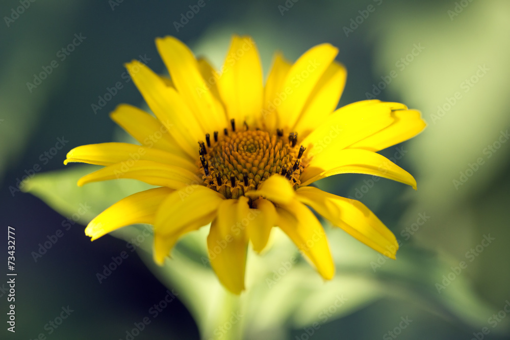 yellow summer flower yellow summer flower