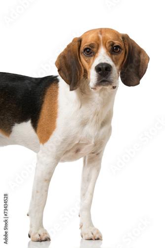 Beagle