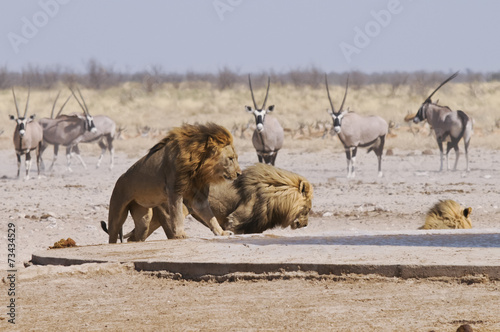 Löwe am Sonderkop-Wasserloch, Etoscha, Namibia, Afrika photo