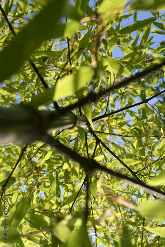 view from below on a bamboo tree