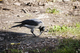 Crow on autumn ground background in sunny day
