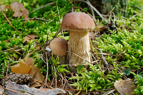 Two edible boletuses with a cone among grass