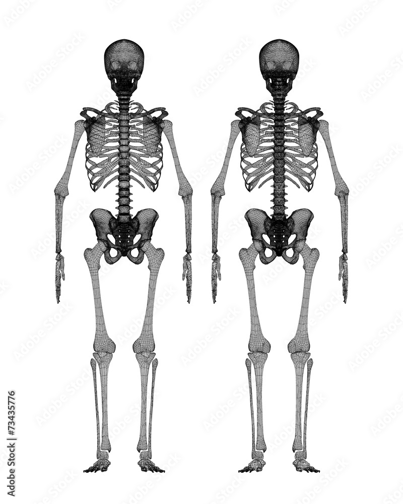 Human body, skeleton Human body, skeleton