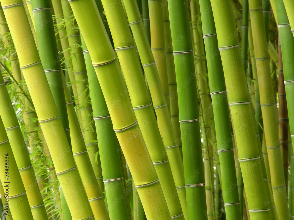 Naklejka premium Bamboo Jungle