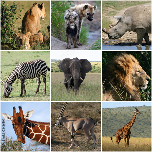 Collage of wild animals, mammals