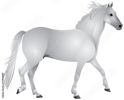 Horse, white horse walk gait