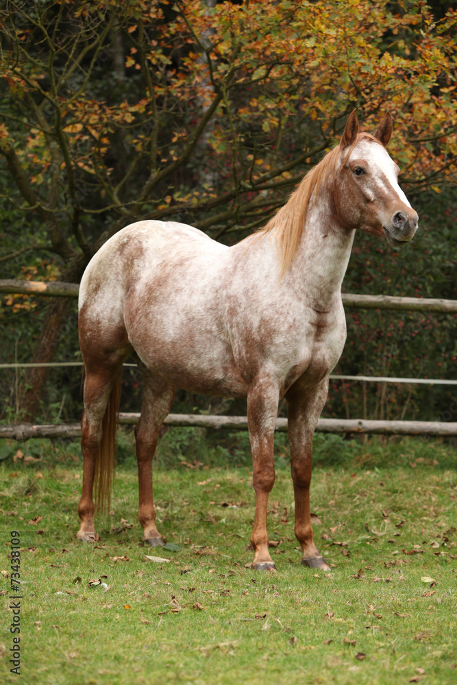Obraz premium Potrait of beautiful appaloosa mare