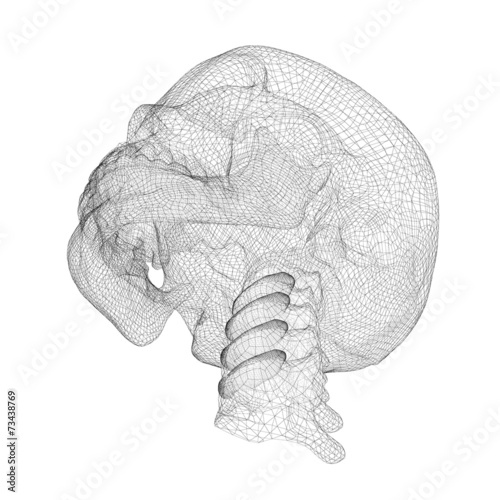 skull and cervical vertebrae