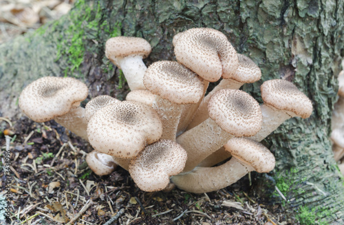 Honey fungus (Armillaria) mushroom