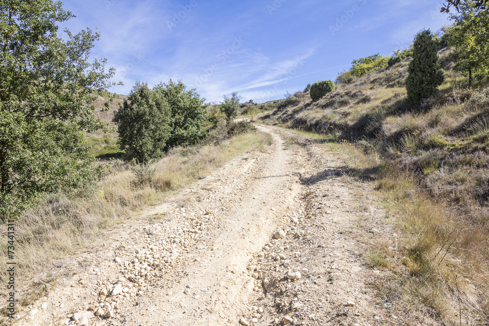 a rural path on a summer day