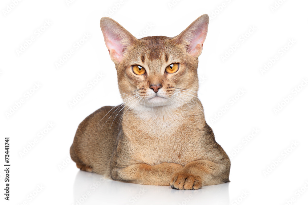 Abyssinian cat over white background