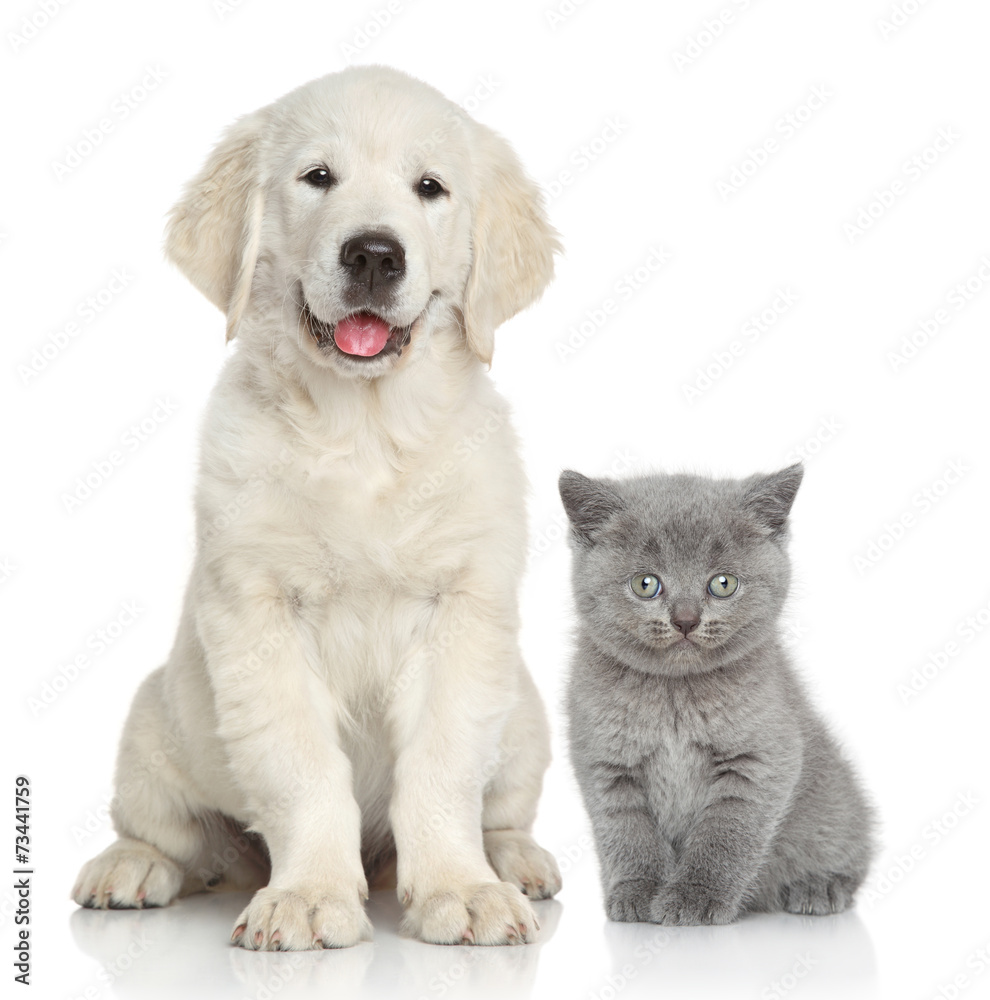Cat and dog together - obrazy, fototapety, plakaty 