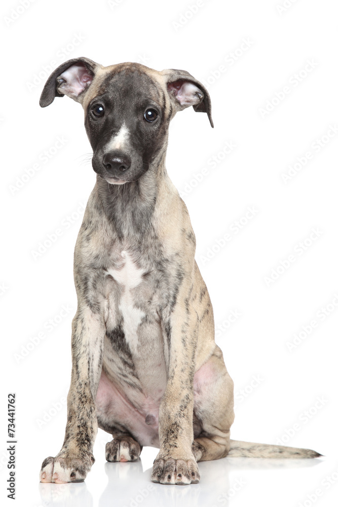 Whippet puppy