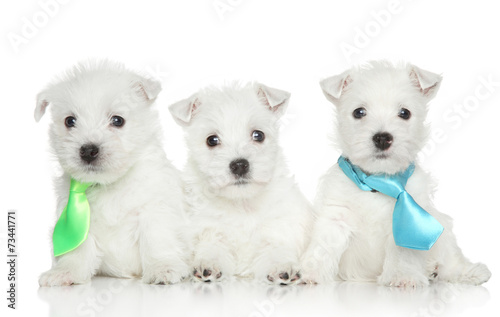West highland white terrier puppies © jagodka