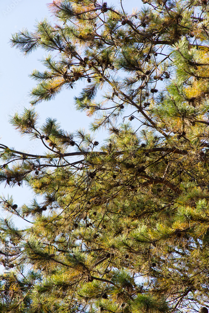 close up image of Japanese red pine close up image of Japanese red pine