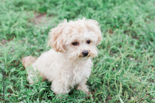 Maltipoo in the Grass © michelleamock