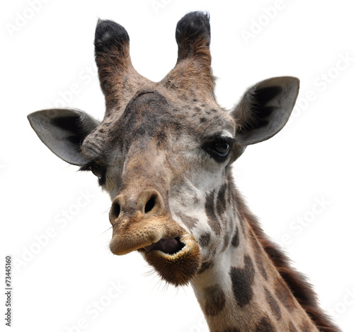 Photography Funny animal portrait of a giraffe with an unusual face