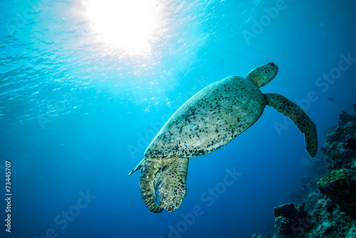 Green sea turtle swimming in Derawan  Kalimantan underwater