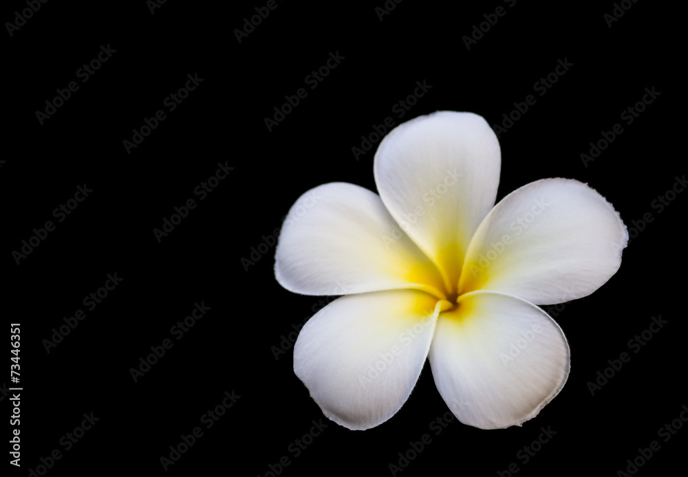 white plumeria flower white plumeria flower