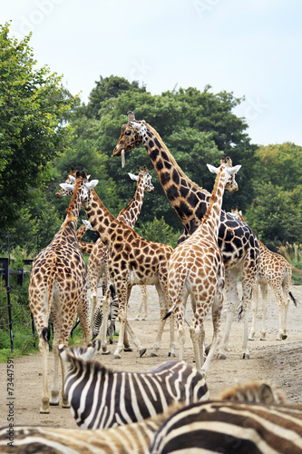 Photography Herd of giraffes and zebras.