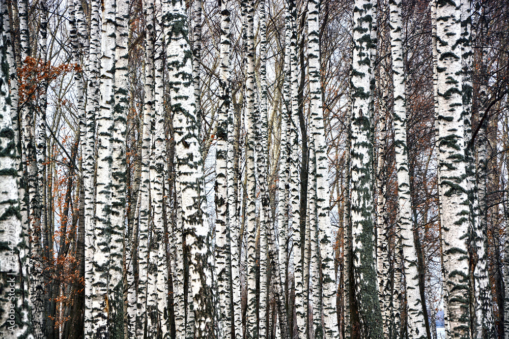 Naklejka premium Pnie drzew brzozowych