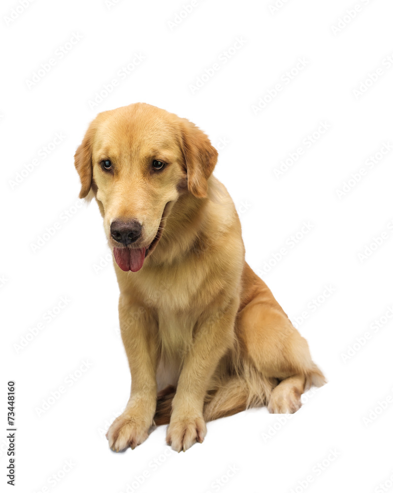 Cute Golden Retriever Stock Photo | Adobe Stock