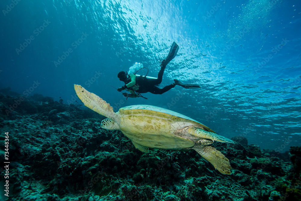 Fototapeta premium Diver and green sea turtle in Derawan, Kalimantan underwater