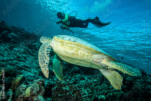 Diver and green sea turtle in Derawan  Kalimantan underwater