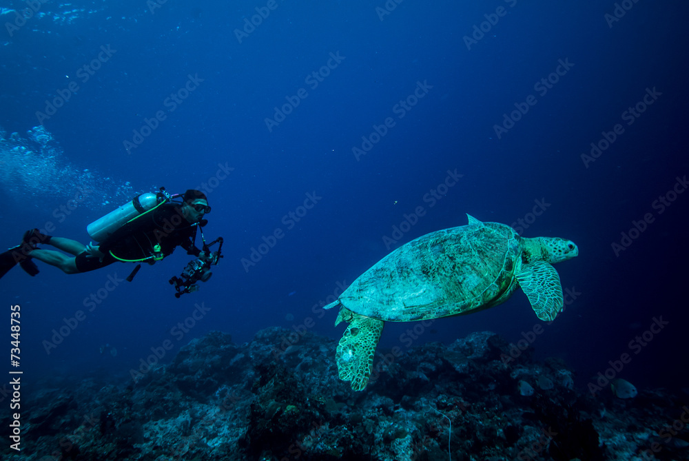 Diver and green sea turtle in Derawan, Kalimantan underwater Diver and green sea turtle in Derawan, Kalimantan underwater