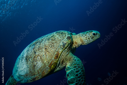 Green sea turtle swimming in Derawan, Kalimantan underwater © fenkieandreas