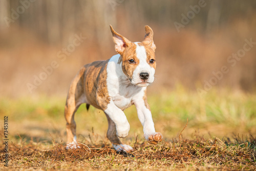 American staffordshire terrier puppy running in the yard