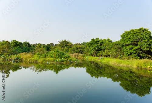 Fototapeta Naklejka Na Ścianę i Meble -  Forest and pond