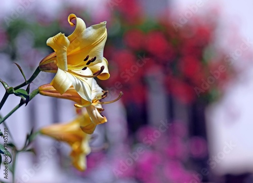 Fototapeta Naklejka Na Ścianę i Meble -  big yellow mountain lily flower with the background of other flo