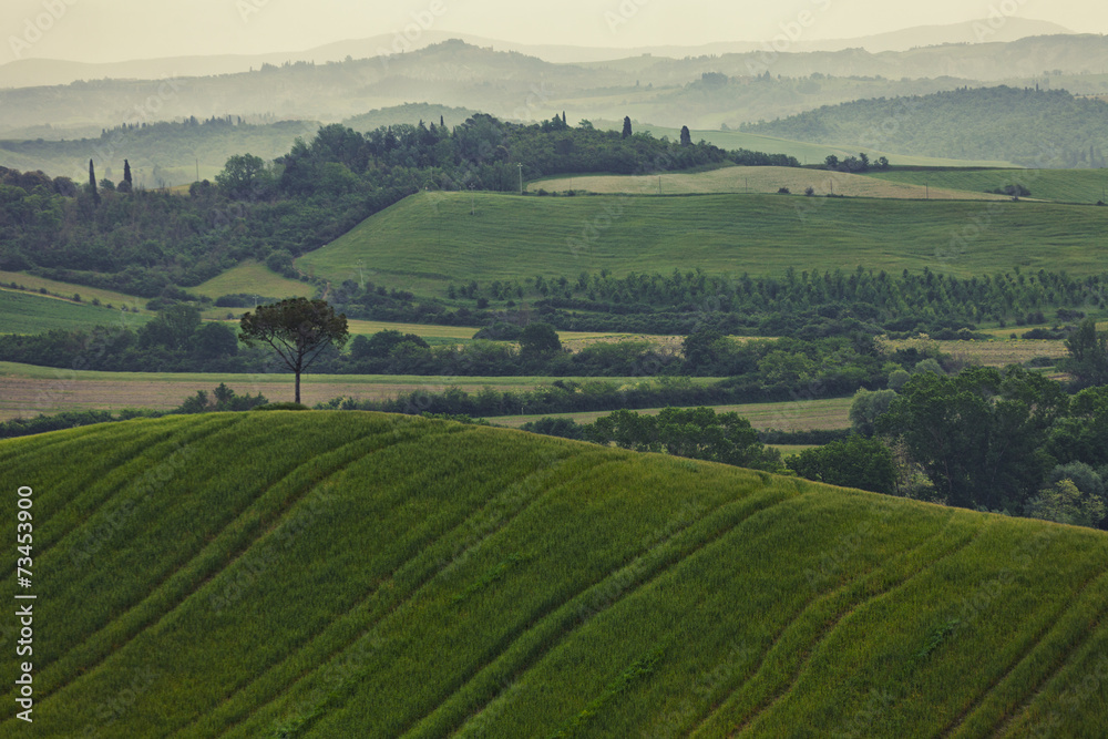 Typical summer landscape in Tuscany Typical summer landscape in Tuscany