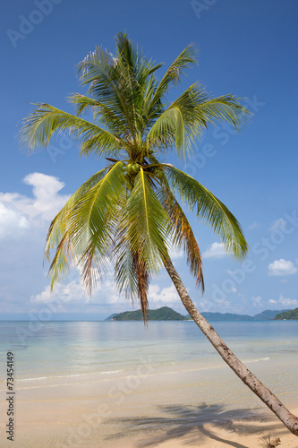 Fototapeta Naklejka Na Ścianę i Meble -  Coconut palm tree