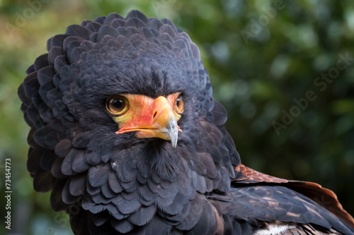 Bateleur eagle