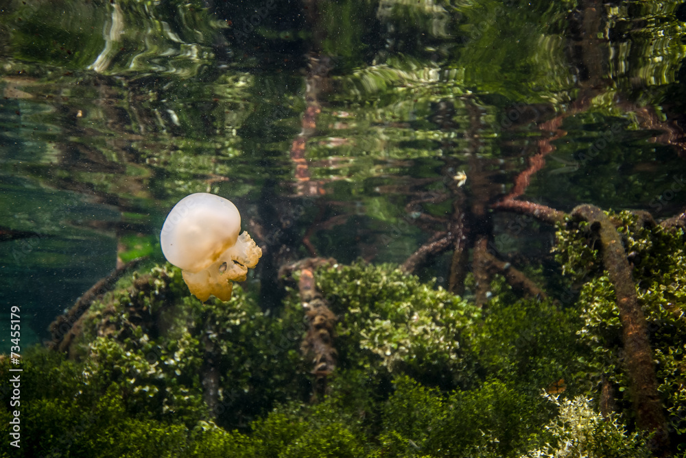 Obraz premium Jellyfish Kakaban, mangrove, Derawan, Kalimantan underwater