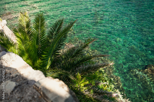 view of big palm tree growing on sea coast
