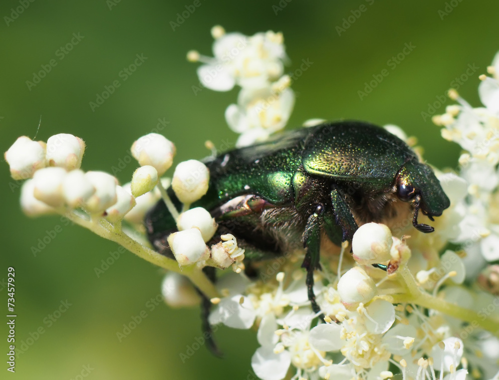 Naklejka premium beetle in the grass