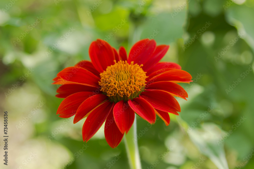 Zinnia